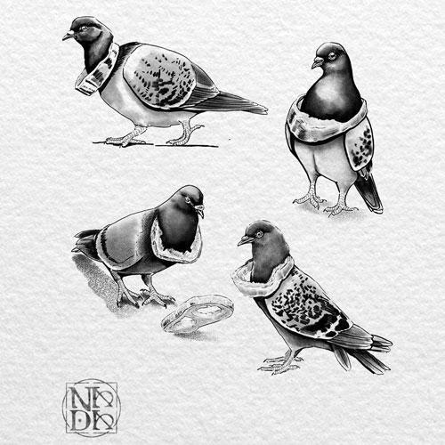 palomas-flashes