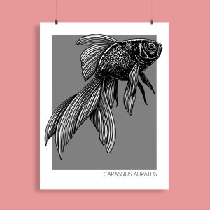 Print 'Carassius Auratus'