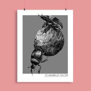 Print 'Scarabeus Sacer'